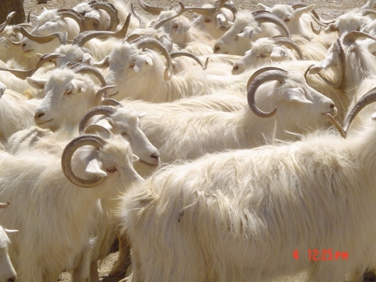 как стирать одеяло +из овечьей шерсти